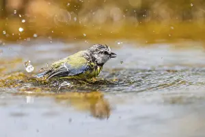 Pools: Blue tit (Cyanistes caeruleus) bathing in a water pool