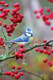 Hawthorn: Blue tit (Cyanistes caeruleus) with berries of the
