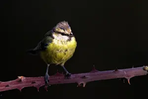 Real: Blue Tit (Cyanistes caeruleus) on Bramble, Ciudad