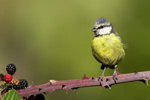 Bramble: Blue Tit (Cyanistes caeruleus) on Bramble, Ciudad