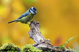 Meurthe: Blue Tit (Cyanistes caeruleus), On a branch of dead