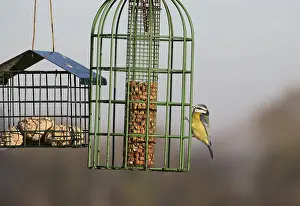 Mark Boulton: Blue tit Cyanistes caeruleus eating fat balls on