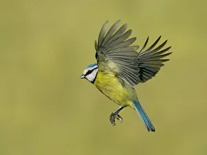 Titmouse: Blue tit (Cyanistes caeruleus) in flight, England
