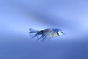 Caeruleus: Blue Tit (Cyanistes caeruleus) in flight in winter