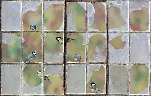 Window: Blue tit (Cyanistes caeruleus) Great tit (Parus