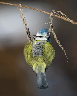 Stinging: Blue tit (Cyanistes caeruleus) hangs on old fruiting