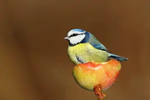 Apple: Blue Tit (Cyanistes caeruleus), individual sitting