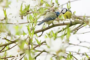 Caeruleus: Blue Tit (Cyanistes caeruleus) male feeding female