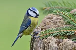 Abies: Blue tit (Cyanistes caeruleus) on an old stump
