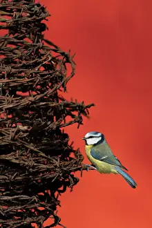 Rustics: Blue tit (Cyanistes caeruleus) perched on barbed