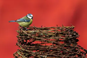 Rustics: Blue tit (Cyanistes caeruleus) perched on barbed