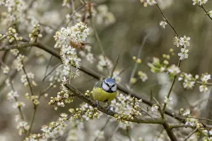 Prunus: Blue tit, Cyanistes caeruleus, perched among Bla