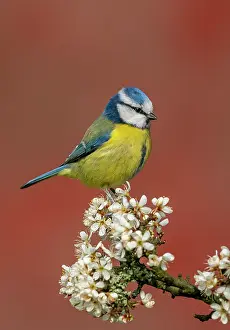 Sing: Blue tit (Cyanistes caeruleus) perched amongst blackthorn