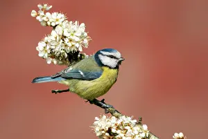 Sing: Blue tit (Cyanistes caeruleus) perched amongst blackthorn
