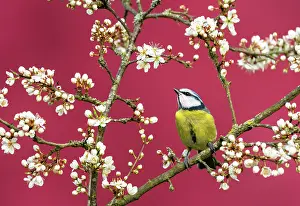 Titmouse: Blue tit (Cyanistes caeruleus) perched amongst blackthorn