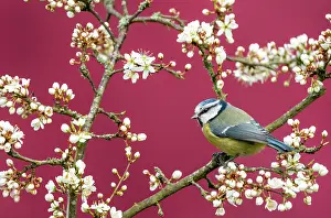 Titmouse: Blue tit (Cyanistes caeruleus) perched amongst blackthorn