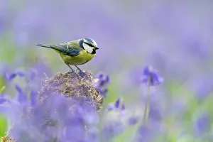 Hyacinths: Blue tit (Cyanistes caeruleus) perched amongst bluebell