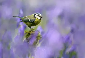 Hyacinths: Blue tit (Cyanistes caeruleus) perched on a branch