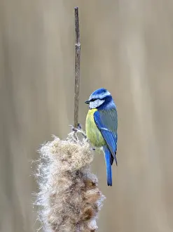 Flevoland: Blue Tit (Cyanistes caeruleus) perched on bulru