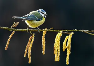 Titmouse: Blue tit (Cyanistes caeruleus) perched amongst Catkins