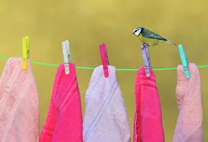 Suspend: Blue tit (Cyanistes caeruleus) perched on a cloth