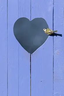 Valentin: Blue tit (Cyanistes caeruleus) perched in a heard