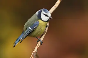 Cyanistes: Blue Tit (Cyanistes caeruleus) perched, The Net