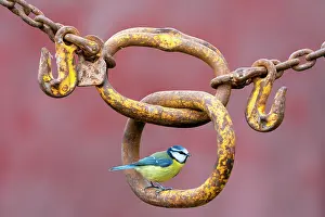 Metals: Blue tit (Cyanistes caeruleus) perched on an old