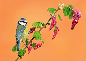 Titmouse: Blue tit (Cyanistes caeruleus) perched on redflower