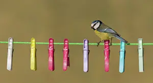 Rope: Blue tit (Cyanistes caeruleus) perched on a washing