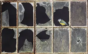 Rectangle: Blue tit (Cyanistes caeruleus) perched in a window