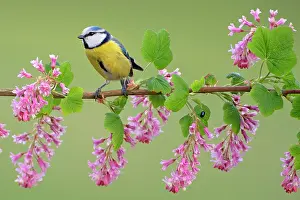 Gardenbird: Blue Tit (Cyanistes caeruleus) perching on flowering Ribes S