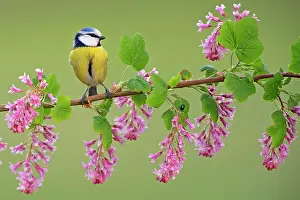 Gardenbird: Blue Tit (Cyanistes caeruleus) perching on flowering Ribes S
