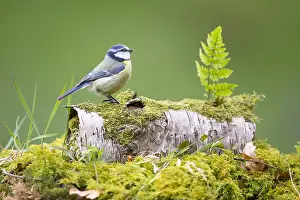 Galloway: Blue Tit (Cyanistes caeruleus) perching on a mo