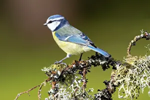 Titmouse: Blue tit (Cyanistes caeruleus) on a shrub in a country