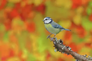 Wilden: Blue tit (Cyanistes caeruleus), sitting in front