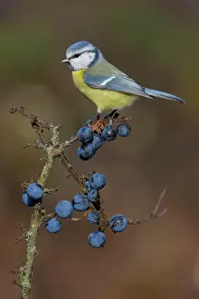 Blackthorn: Blue tit (Cyanistes caeruleus), on a sloe branch