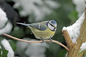 Arnsberg: Blue tit (Cyanistes caeruleus), snow, sitting on