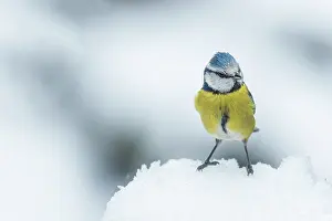 Titmouse: Blue tit (Cyanistes caeruleus) in the snow in winter