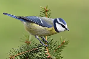 Abies: Blue tit (Cyanistes caeruleus) on a Spruce branch