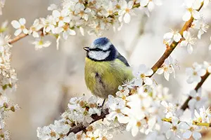 Caeruleus: Blue tit (Cyanistes caeruleus) standing on a plu
