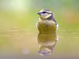 Caeruleus: Blue Tit (Cyanistes caeruleus) standing in shallow