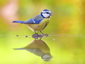 Flat: Blue Tit (Cyanistes caeruleus) standing in shallow