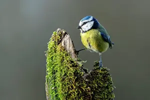 Piling: Blue tit (Cyanistes caeruleus) stands on mossy dead