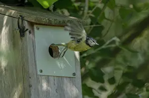 Nestbox: Blue tit, Cyanistes caeruleus, taking off from n