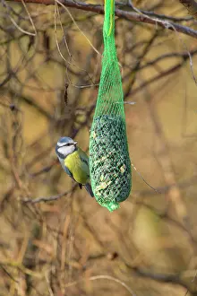 Caeruleus: Blue tit (Cyanistes caeruleus), on tit dumpling