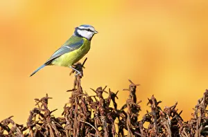 Barbed: Blue tit (Cyanistes caeruleus), Tit perched on barbed
