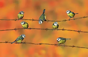 Barbed: Blue tit (Cyanistes caeruleus), Tits perched on