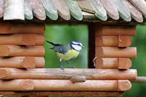 Station: Blue tit (Cyanistes caeruleus), tits, songbird