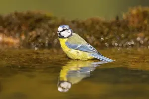 Pool: Blue tit (Cyanistes caeruleus) at a water pool